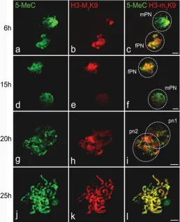 Fig. 2. DNA methylation state of paternal genome is preservedthroughout the pronucleus stage in pig