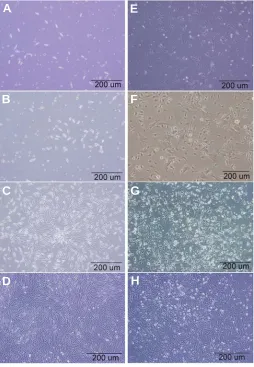 Fig. 1. Mouse bone marrow cells culture. (A-D) Cultures exposed toof frequent medium changes (FMC)