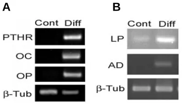 Fig. 4. Assay of cell-surface antigens on murine mesenchymal stem cells (mMSCs). like cells (first passage)