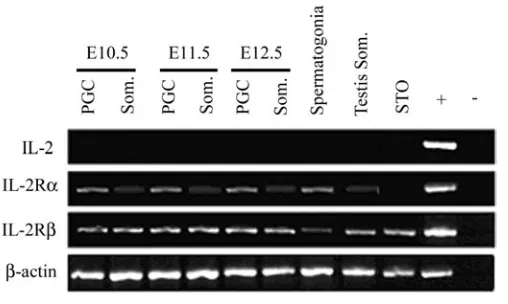 Fig. 1 (Left). Expression of IL-2, IL-2Rαααααgerm cells (PGCs) and somatic cells.  and IL-2Rβββββ genes in primordialThe expression of IL-2, IL-2Rα, IL-