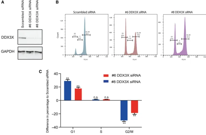 Fig. 3. DDX3X knockdown arrests MCF7 cells in G1 phase. MCF7 cell cycle progression flow cytometric analysis based on PI staining in MCF7 cells 72 h after transfection with either scrambled siRNA or one of two different siRNAs targeting DDX3X (#6 or #8)