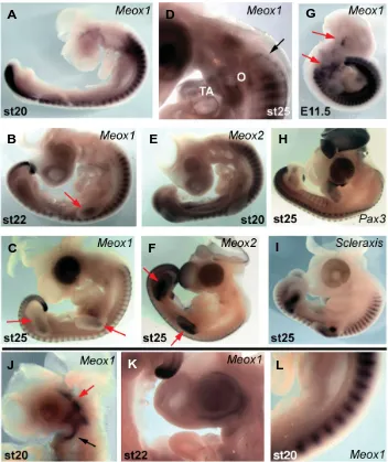 Fig. 2. Expression patterns of Meox1 (A-D, J-L), Meox2 (E-F), Pax3 (H) and Scleraxis (I) instage 20-25 chick embryos and Meox1 in an E11.5 mouse embryo (G).expression domains are present as in anterior somites (black arrow), the 4arrow)