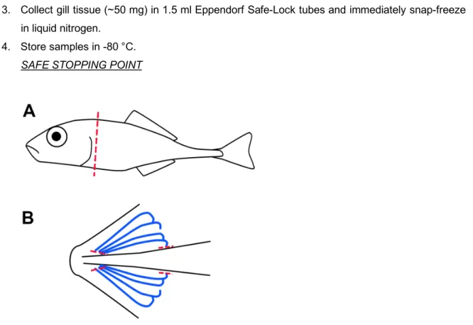 Figure 1. Dissection of stickleback gills. Whole gill arches are isolated from euthanized fish  by removal of head via dissection along the transverse plane (red line, A)