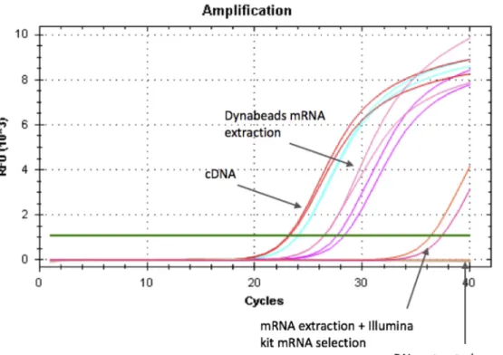 Figure 3. Testing for genomic DNA contamination in extracted mRNA using qPCR of  housekeeping gene