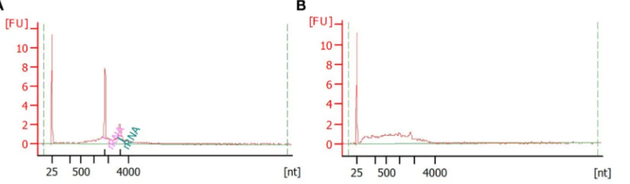 Figure 4. Verification of mRNA quality using Bioanalyser. Example of good (A) and bad (B) 