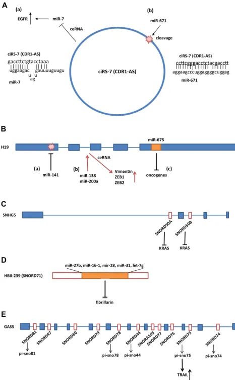 Fig. 1   Representative interactions and cross-talk between non-cod- non-cod-ing RNAs