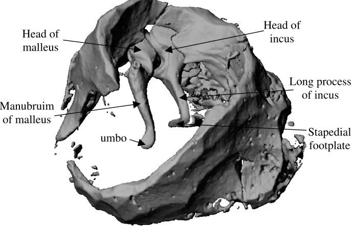 Fig. 1. A micro CT reconstruction of the intact ossicles with some surrounding temporal bone