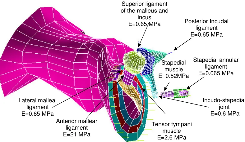 Fig. 2. The finite element model of the outer and middle ear.