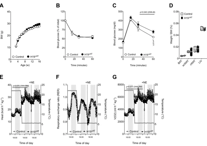 Figure	20:	Fat-specific	deletion	of	H19	causes	minor	decreases	in	energy	expenditure	in	lean	mice	 Body	weight	of	male,	CD-fed	Control	(n=5)	versus	H19 ∆AT	 (n=5)	mice.	(B)	Insulin	tolerance	test	of	male,	 CD-fed	Control	(n=5)	versus	H19 ∆AT	 (n=5)	mice.	(