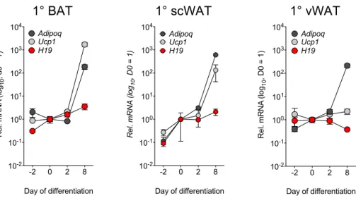 Figure	25:	Timecourse	of	AdipoQ,	H19	and	Ucp1	expression	in	1°	adipocytes	during	differentiation	 Relative	 expression	 of	 indicated	 mRNAs	 in	 1°	 BAT,	 scWAT,	 and	 vWAT	 adipocytes	 during	 the	 course	 of	 differentiation.	 Transcript	 levels	 of	 mR