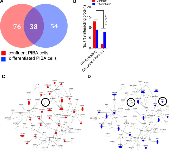 Figure	26:	ChART-MS	reveals	H19-associated	proteins	in	confluent	and	differentiated	PIBA	cells	 (A)	 Quantification	 and	 overlap	 of	 H19-associated	 proteins	 in	 confluent	 (red)	 and	 differentiated	 (blue)	 PIBA	cells	determined	by	ChART-MS.	Pulldown	