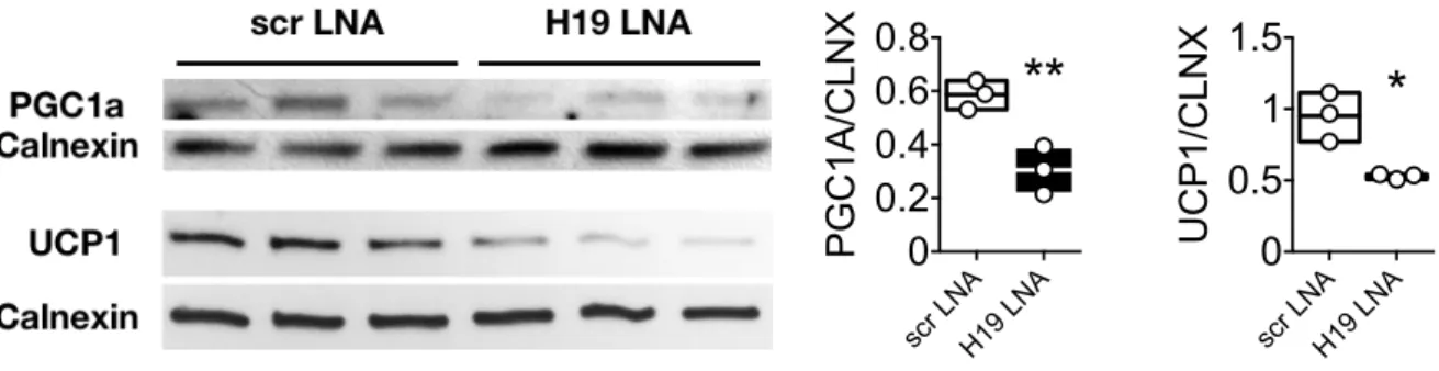 Figure	9:	Loss	of	H19	results	in	decreased	PGC1a	and	UCP1	protein	expression	in	1°	BAT		