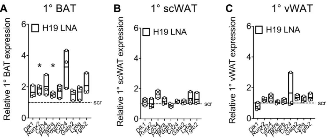 Figure	11:	Failed	repression	of	early	progenitor	genes	in	committed	1°	BAT	upon	H19	ablation		 Relative	expression	of	indicated	mRNAs	in	(A)	BAT,	(B)	scWAT,	and	(C)	vWAT	derived	1°	adipocytes	after	 transfection	 with	 25	 nM	 scr	 versus	 H19	 LNAs.	 Tran