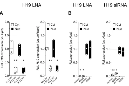 Figure	13:	H19	is	located	in	nuclear	and	cytoplasmic	compartments	in	1°	BAT	