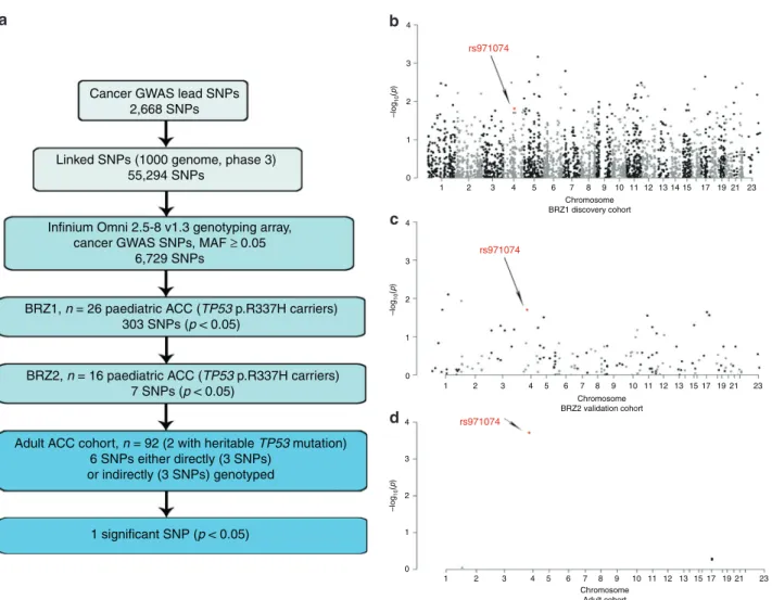 Fig. 1 Cancer GWAS approach to identify the genetic modiﬁers in ACC age-of-onset. a A ﬂow chart representing the focused analytical approach taken to identify potential cancer GWAS SNPs which associate with differential age of ACC onset