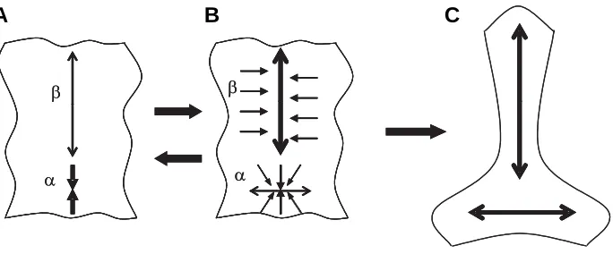 Fig. 4. A scheme of contraction-extension (CE) feedback. αvertical direction and extends it horizontally