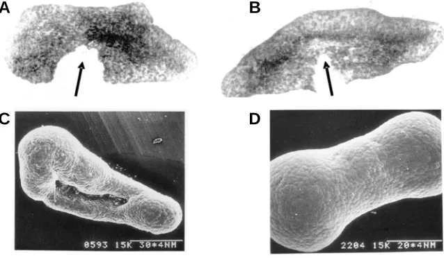 Fig. 5. Results of stretching the explants of ventral ectoderm extirpated from earlygastrula X