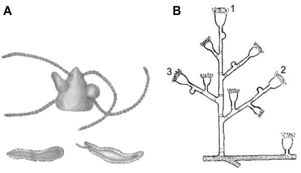 Fig. 2. Frustule formation in Haleremita (Hydrozoa) andmonopodial growth in colonial athecates (Hydrozoa)