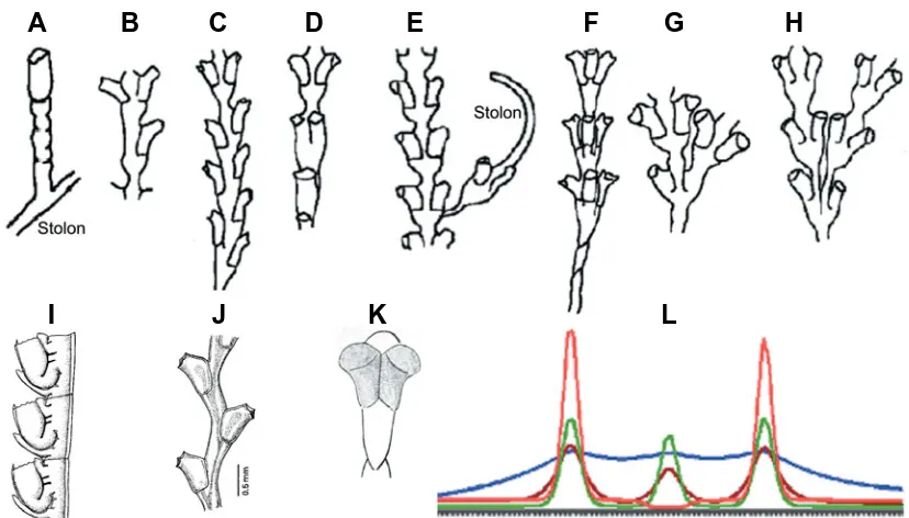 Fig. 6. Morphotypes of Dynamena pumila and internodes of species related to Dynamena. (A to H) of a stem tip Note that in the central primordium the positional value (red line) reaches almost zero.Cornelius of A selection of morphotypes or malformationsD