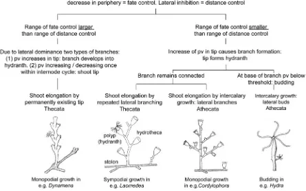 Fig. 7. Principles of branch formation and branch patterning in Hydrozoa.