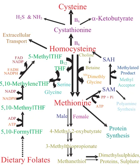 Fig. 3. Embryonic metabolic pathways affecting SAM/SAH levels.