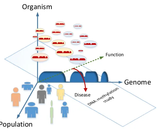 Figure 1.3: Dimensions of the DNA methylation variability. The genomic, intra-organismal and pop- pop-ulational components are represented by coordinates of a three-dimensional variability space