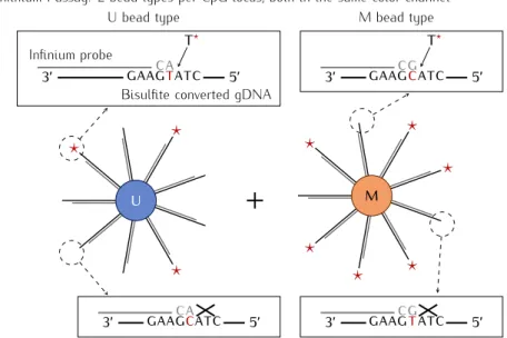 Figure 1.6: Principles of the Infinium methylation assays. a. The older type I assay (probe) fea- fea-tures two different oligonucleotides per probed CpG, physically separated on two  differ-ent beads