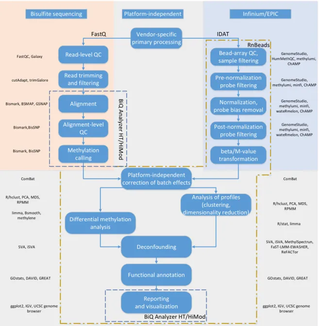 Figure 1.7: General scheme of DNA methylation data processing and analysis. Non-exhaustive lists of popular methods and bioinformatic tools are given for each case