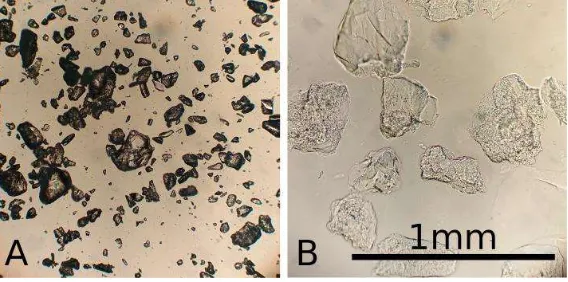 Figure 1. Microscopic image of gelatin granules when dry (A) and soaked (B) in 100mM CaCl2 solution, compared to a reference bar of 1mm