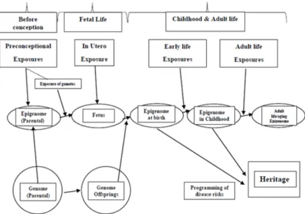 Figure 1. Exposure throughout steps of life and the epigenetic dysregulation. 