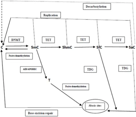 Figure 3. Model of DNA demethylation pathways initiated by TET. An illustration of the  enzymatic changes among C, 5mC, 5hmC, 5fC, and 5aC