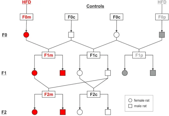 Figure 1. Schematic diagram of the experimental design. F0 female (F0m) and male (F0p) Wistar rats  fed a high-fat diet (HFD) for six weeks were mated with respective chow-fed (F0c) control rats to  generate F1 offspring