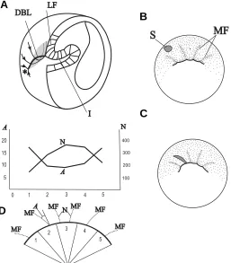 Fig. 10. Unfolding of the planar convergence. (A) Three-dimensionalI, invagination; DBL, dorsal blastopore lip; the archenteron roof is shaded.image of the frog gastrula