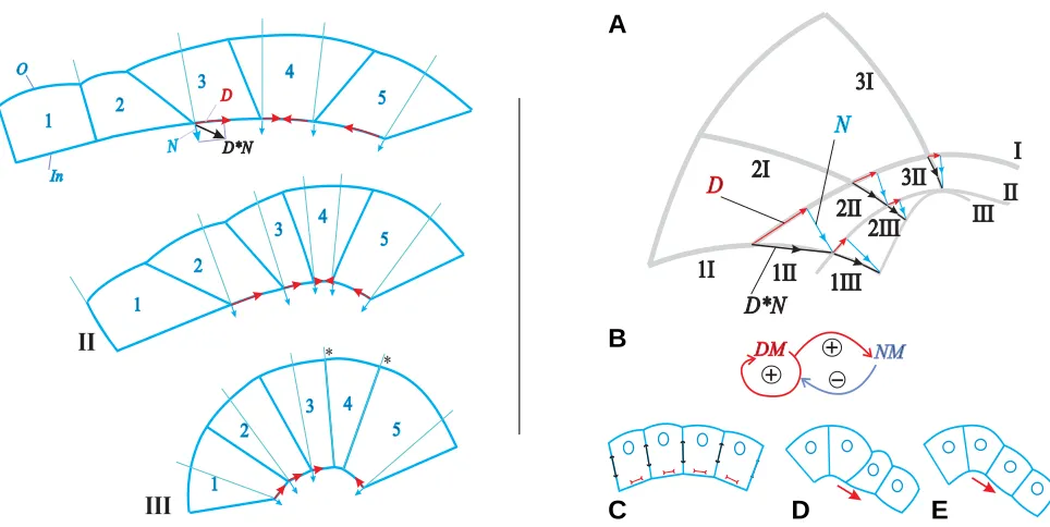 Fig. 1 (Left). Scheme of generalized spatial unfolding of a mass cell movement. Cells (1-5) move in the epithelial sheet plane (red arrows) shapingNsingle cell in the shape series 1-5