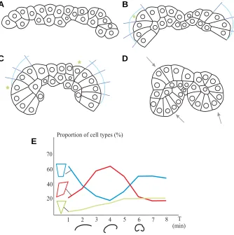 Fig. 1) cell separation boundaries (bound-At each step of ES movement (steps I-III inaries between cells 1-5 in Fig