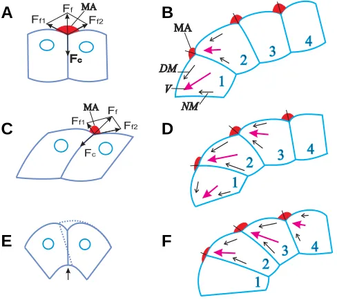 Fig. 4. Cell shapes and shaping forces (A-C) and spatial unfolding ofepithelization (D-F)