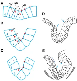 Fig. 5A, each S-unit orients its movement not along its ownboundary, but rather along the F-unit surface bordering the next S-unit