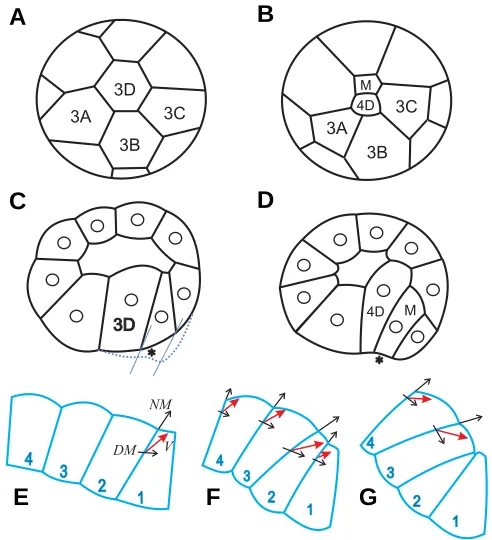 Fig. 8. Lateral flow unfolding. (A-D) Gastrulation succession, from (A,C)in to (B,D) with (A,B) being external views and (C,D) being sagittal sections,future contour (cf