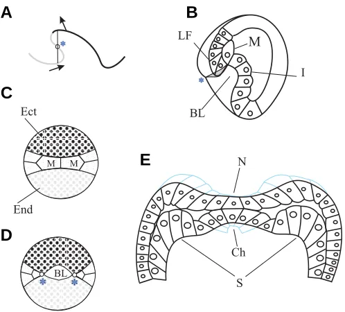 Fig. 9. Topology and real examples of the lateral flow unfolding. (A)