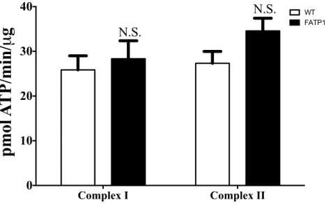 Figure 28. Mitochondria from FATP1 hearts exhibit unchanged ATP synthesis rates. 
