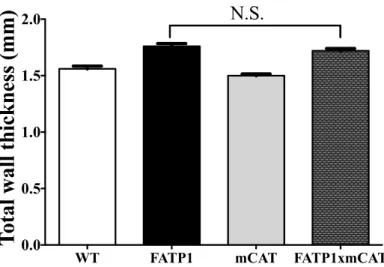 Figure 33. FATP1xmCAT mice show no change in cardiac hypertrophy. 