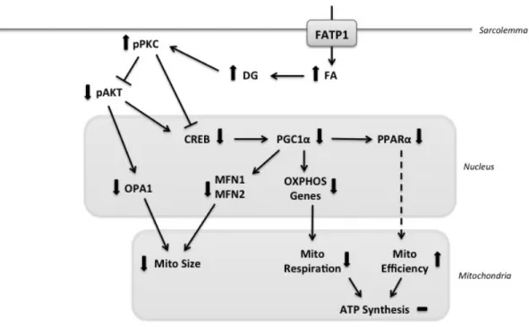 Figure 35. Model of effect of FATP1 overexpression on mitochondrial structure and function