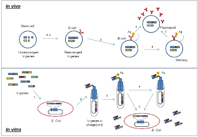 Figure  1.11  Mimicking  the  B  cell  development  by  phage  technology:  The  generation  of  antibodies  by  the  immune  system  is  compared  with  the  phage  display  technology