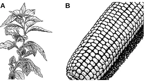 Fig. 12. Examples of the hexagonal-tetragonal phyllotaxis. (A) Leafcorn (arrangement on the strawberry tomato stem