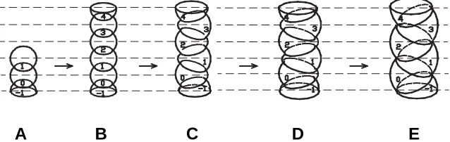 Fig. 1. Helical phyllotaxis of the spruce cone. (A)  Imprint ofTetr and 5/8 Hex structures