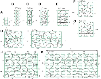 Fig. 3. Scheme of the development of helical forms of consecutive phyllotaxis represented asa sequence of deconvolutions of the lateral cylindrical surface of the growing embryo.their size increase) and prohibited movements in the direction of embryonic axis (for explanation seeon deconvolutions display the directions of the rudiments’ horizontal movements (resulting from Arrowstext).