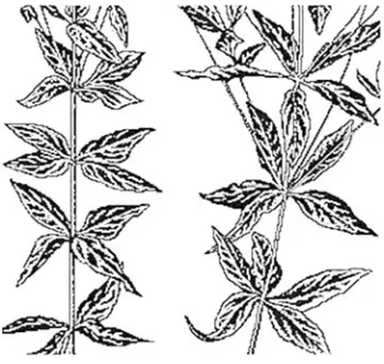 Fig. 7. A sequence of three-dimensional structures (A-D) demonstrating the generationof a crystal-like dense packing of rudiments in the embryo, from which the cross-oppositephyllotaxis form is generated.