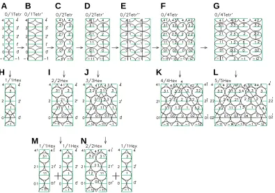 Fig. 8. Sequences of developments of the lateral surface of embryos demonstrating the mechanism of generation of cross-opposite andverticillate phyllotaxis.respectively