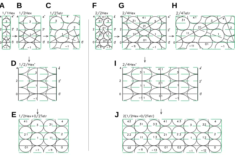 Fig. 11. Sequences of developments of the lateral surface of embryos demonstrating the alternativegeneration of hexagonal-tetragonal and the multiple helical forms of phyllotaxis (for explanations see text).