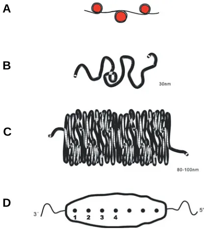 Fig. 3. circulate in the  ICD. Before activation, the forms a set of channels around and through the chromosome (Visser 2000)